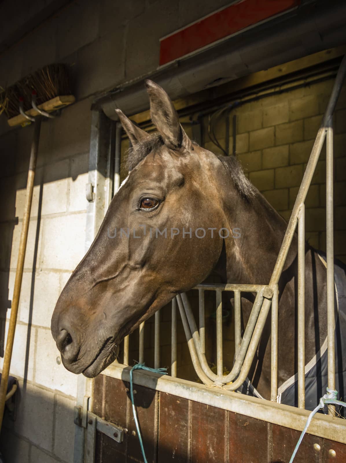 horse in its stall by Tetyana