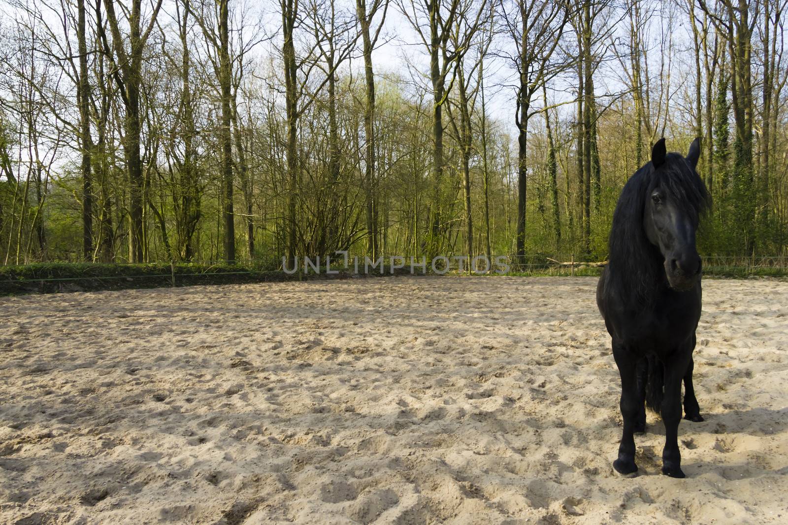 Funny black horse
