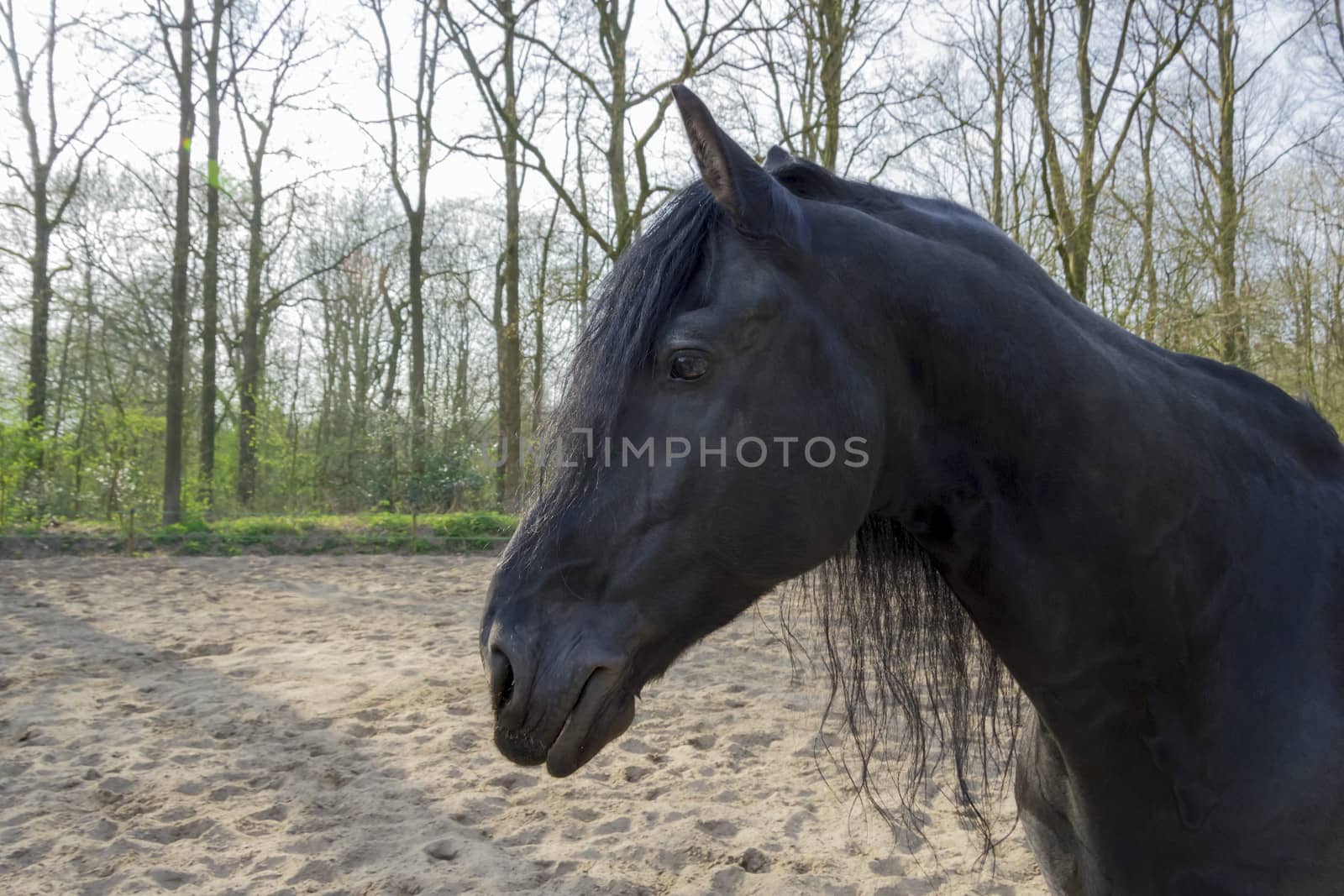 Funny black horse