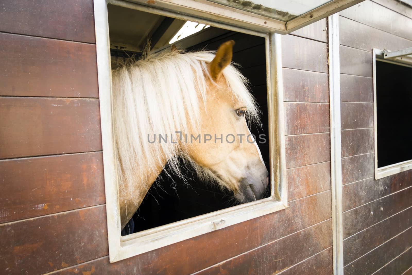 pony horse in its stalls
