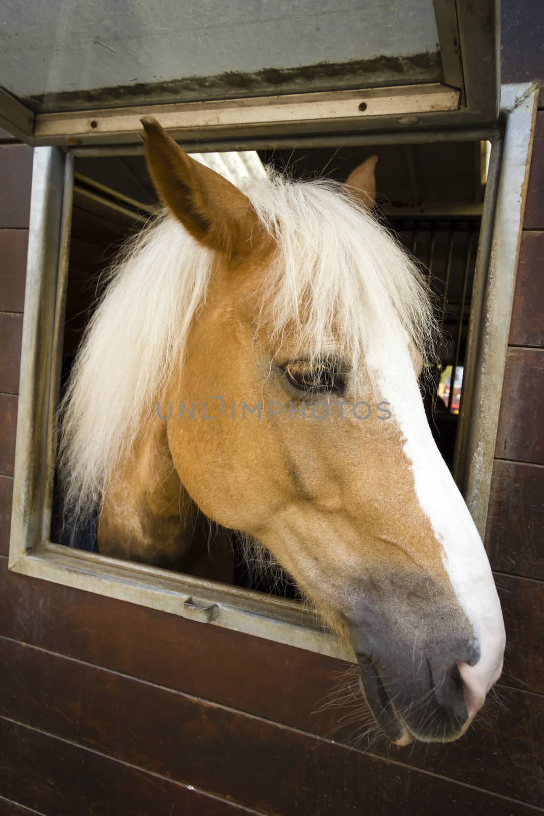 horse in their stalls by Tetyana