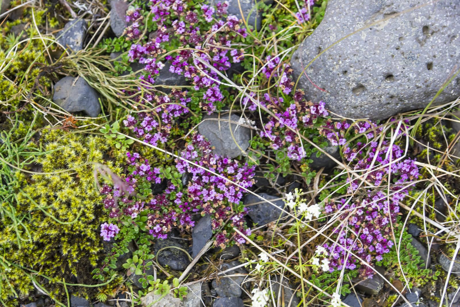 Flowers and stones background, South Area, Iceland