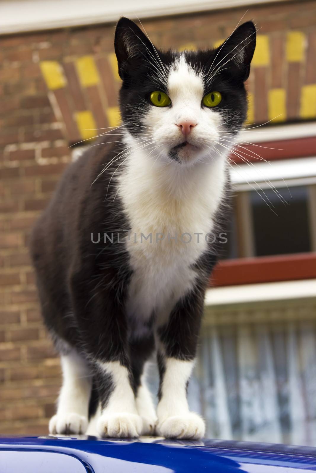 Black and white cat on the blue car roof