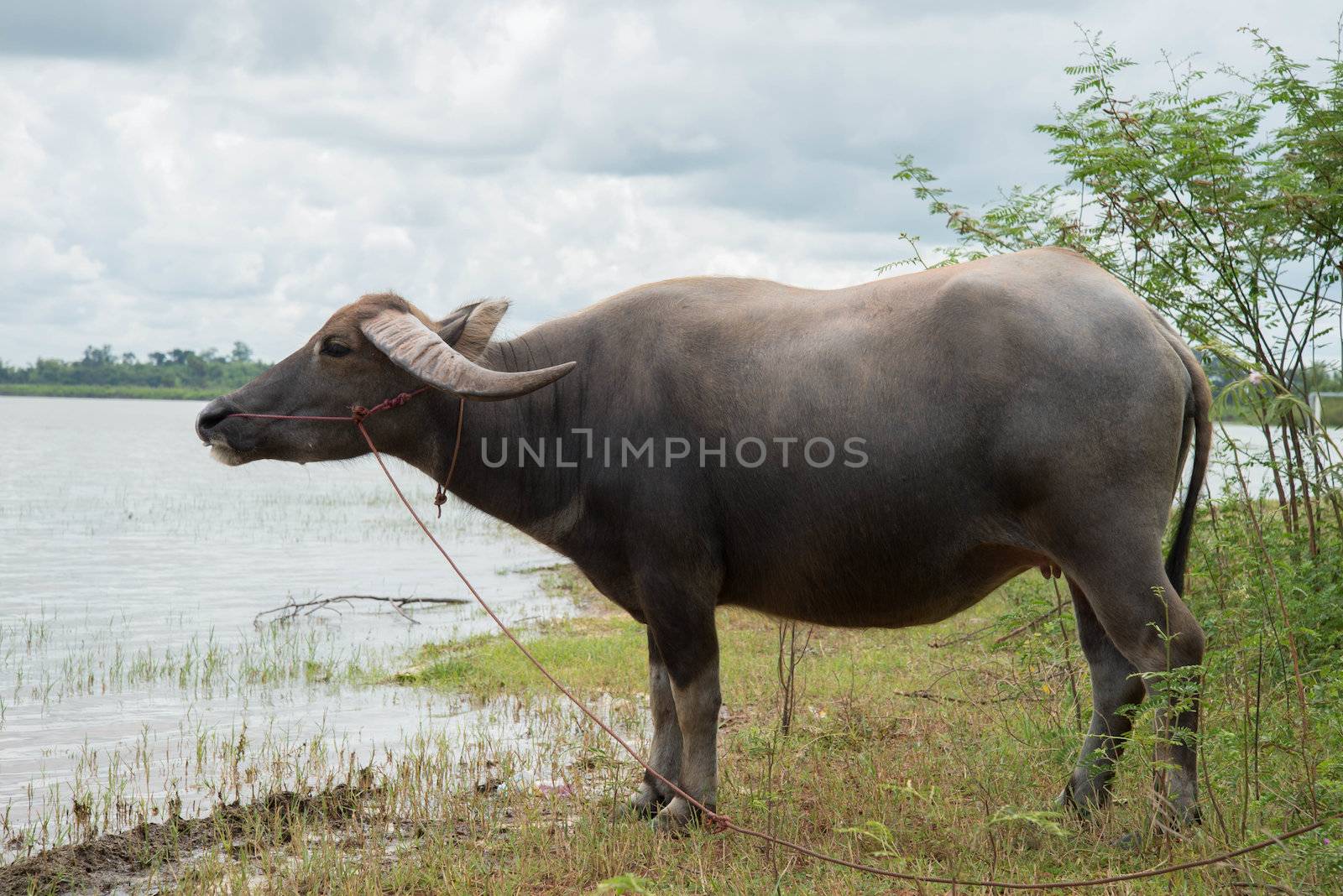 buffalo