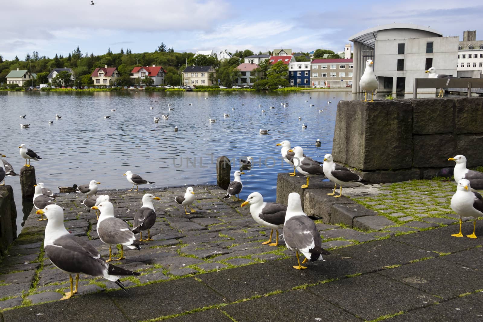 seagulls near a pond in the center of Reykjavik