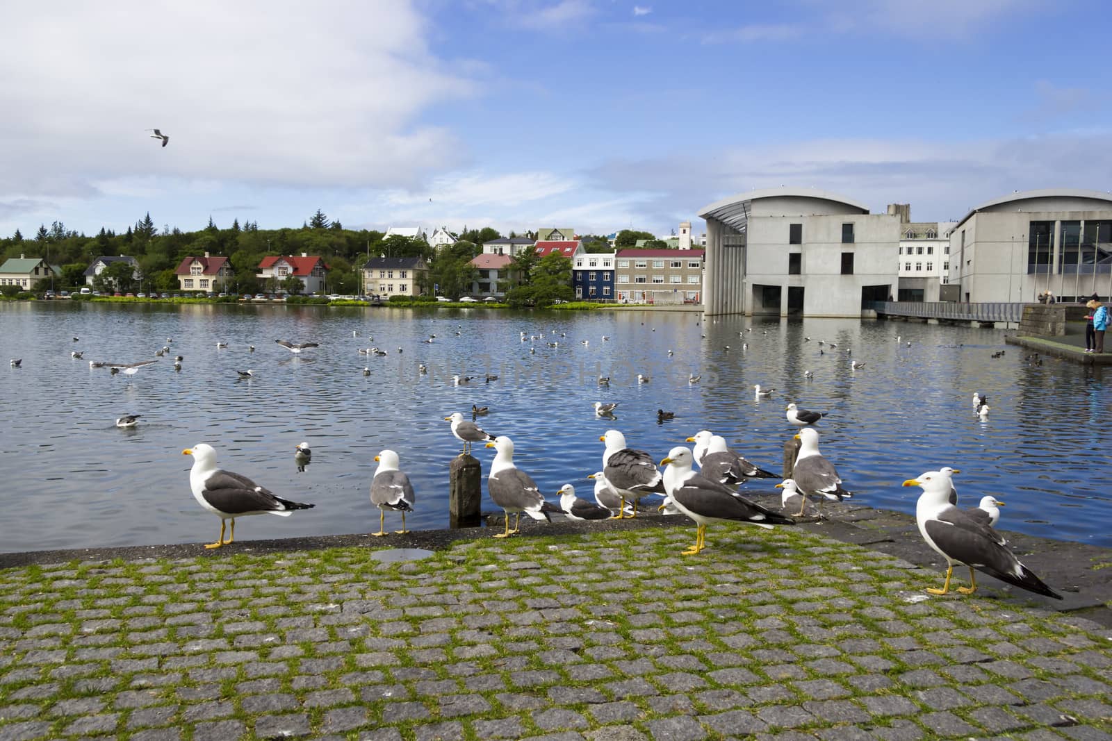 seagulls near a pond in the center of Reykjavik