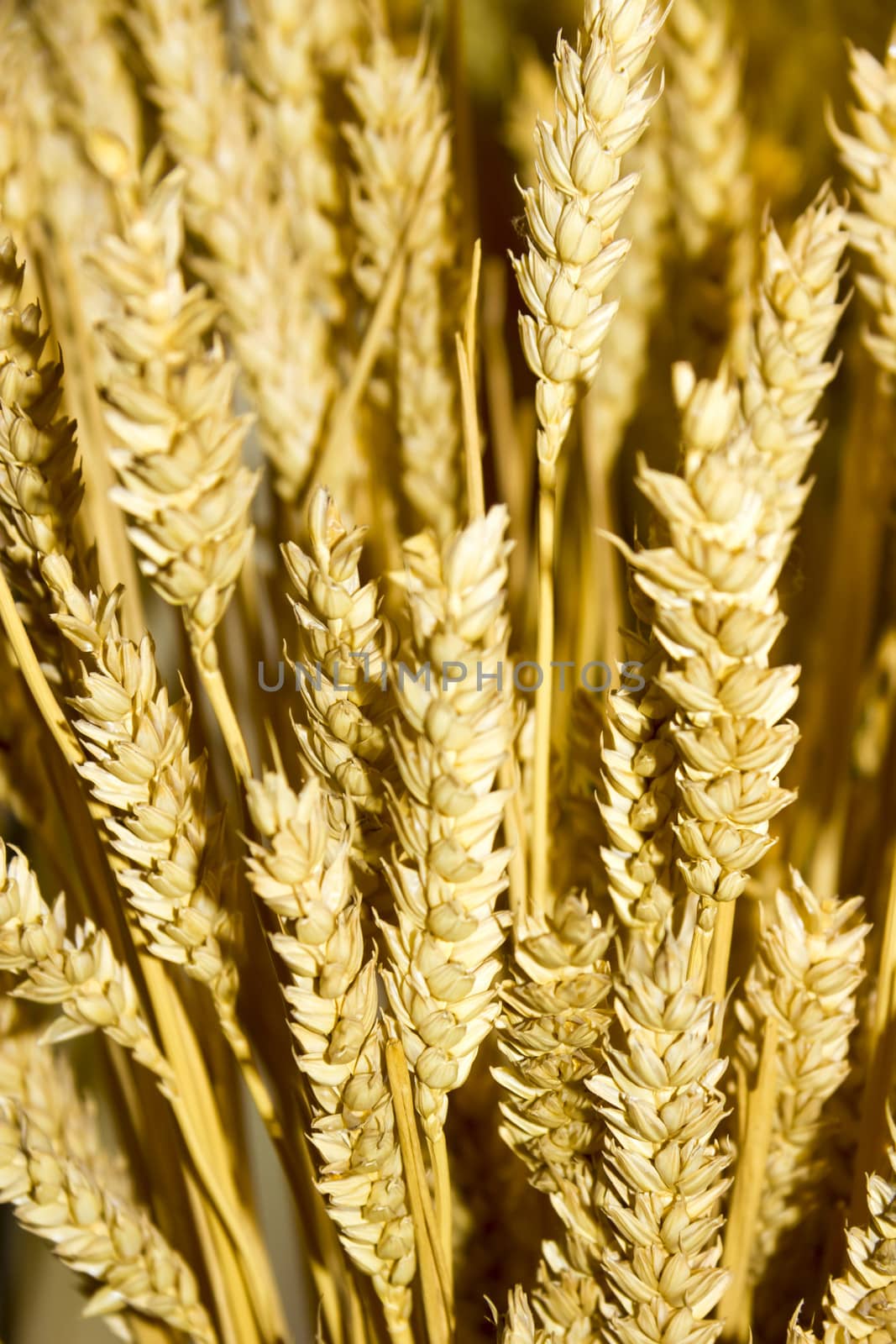 gold wheat ears background