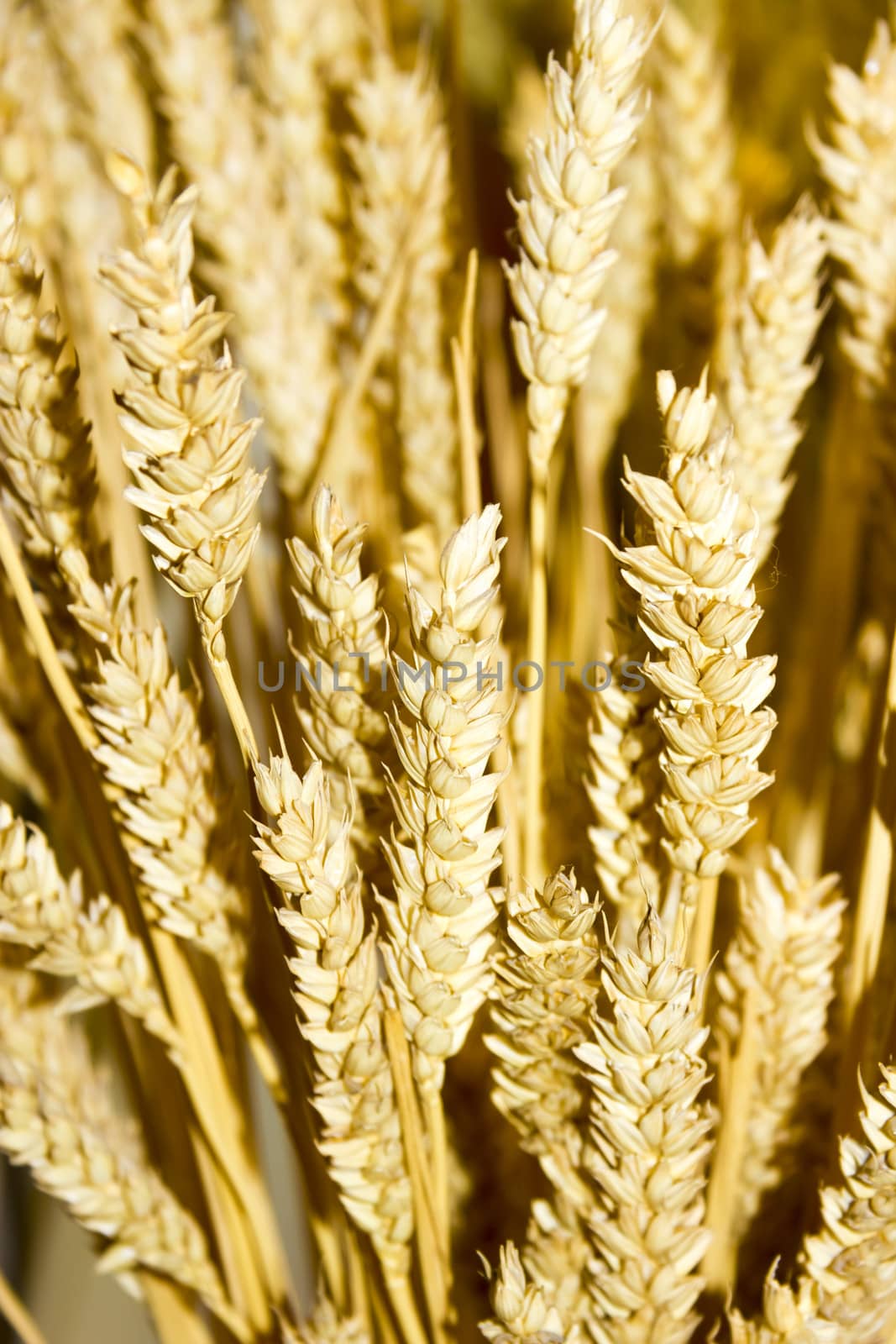 gold wheat ears background by Tetyana