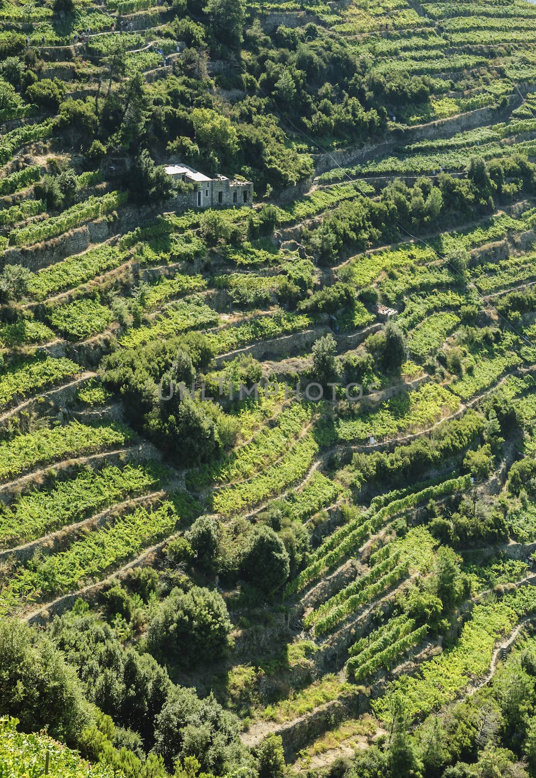 Vineyard cultivation on terraces on hillside with rural house