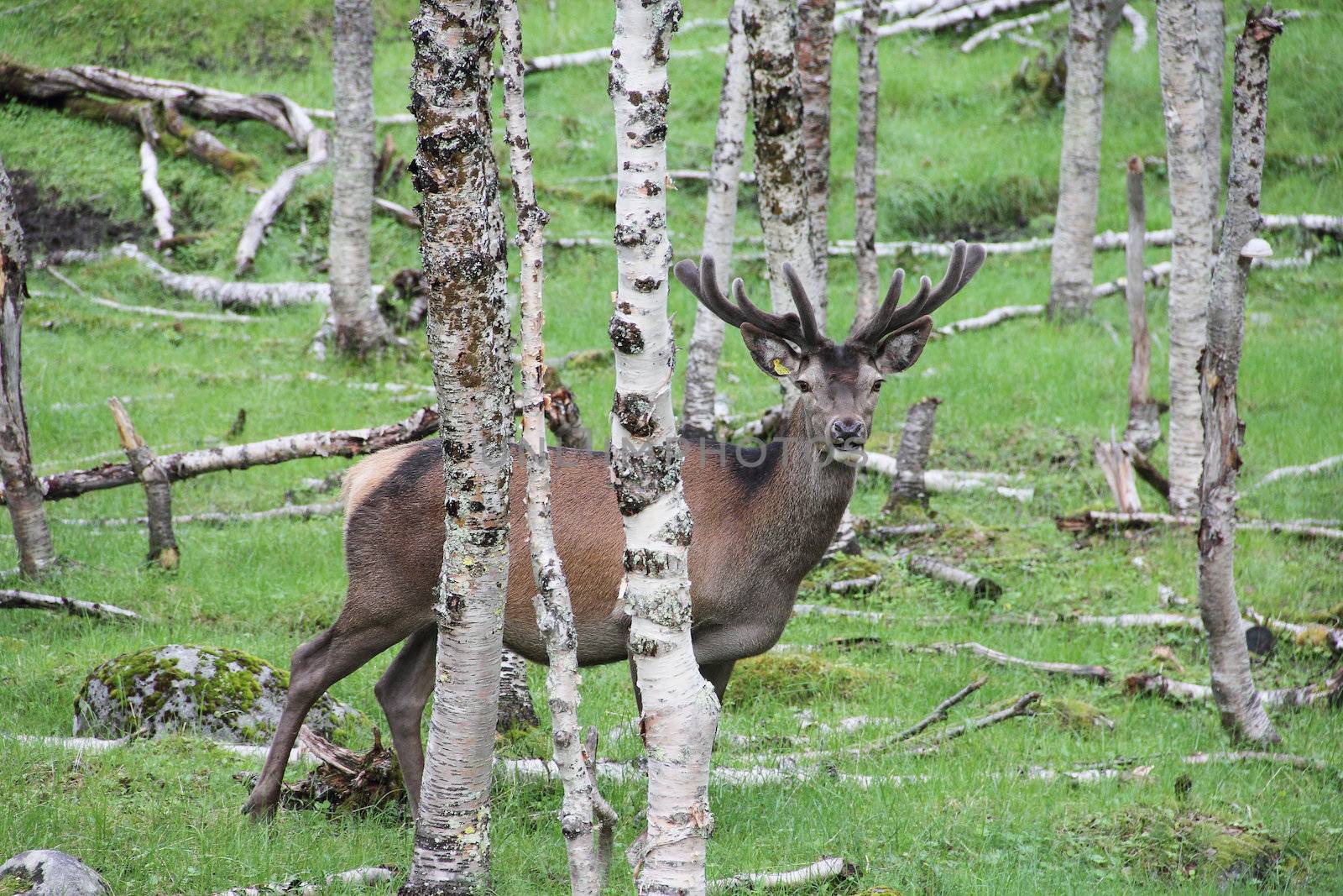 Large whitetail deer buck in the woods of Norway