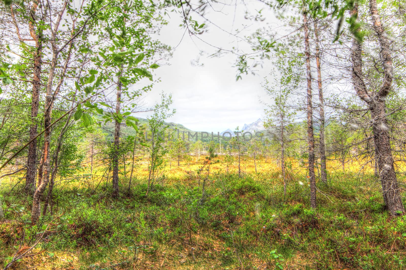 Norwegian tundra and mountains landscape in summer