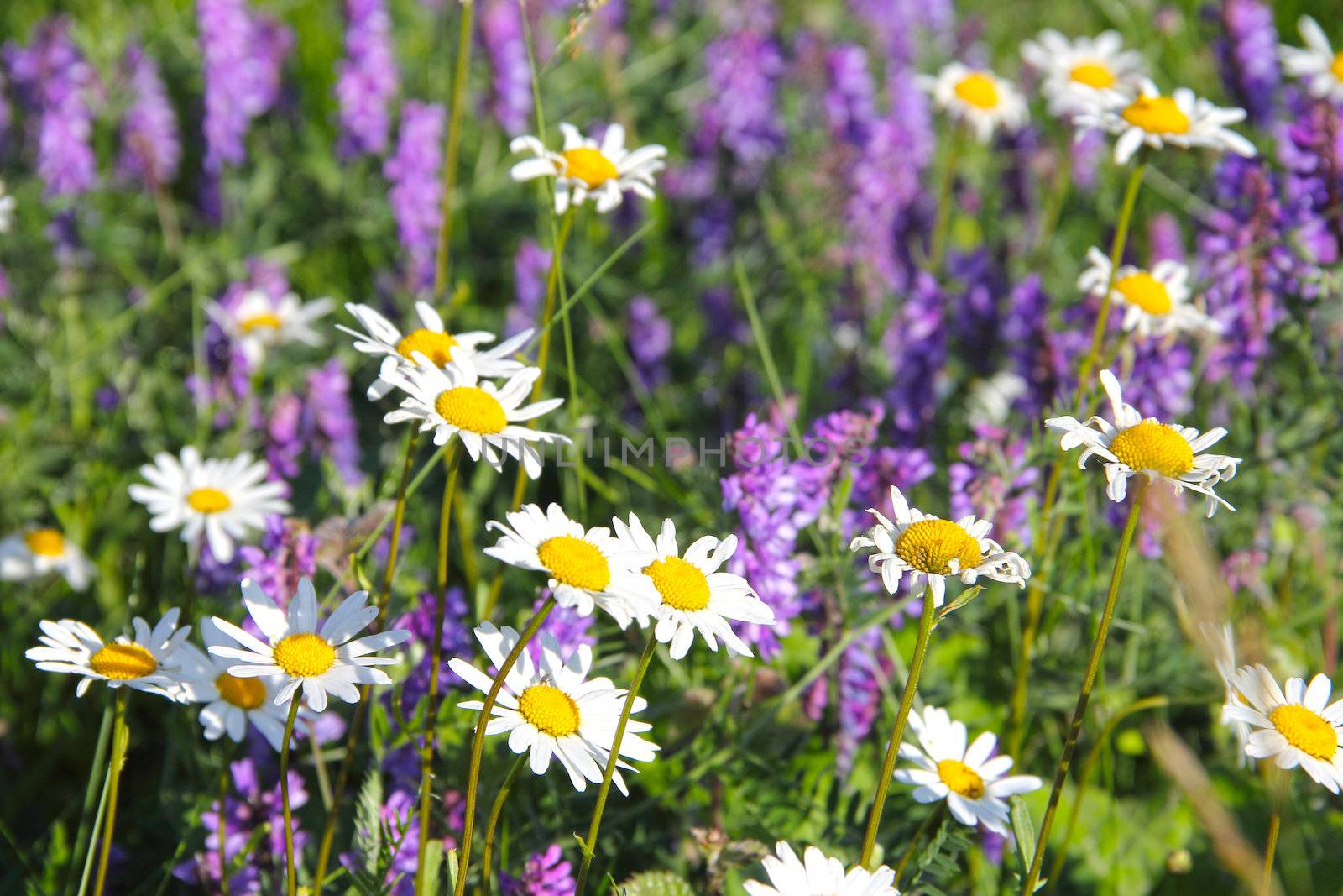 Meadow with wild flowers by destillat