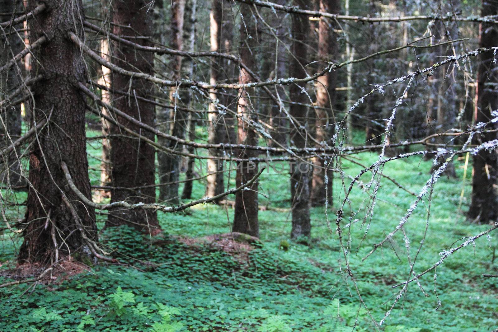 Beautiful view on old fir tree forest at summer