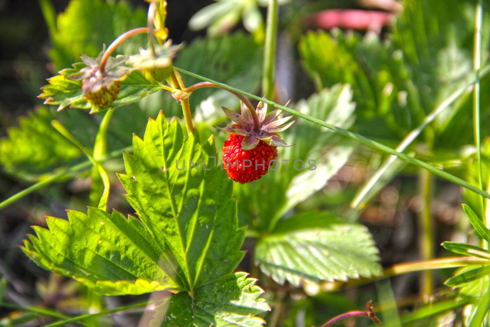 red and unripe wild strawberry on bush close-up