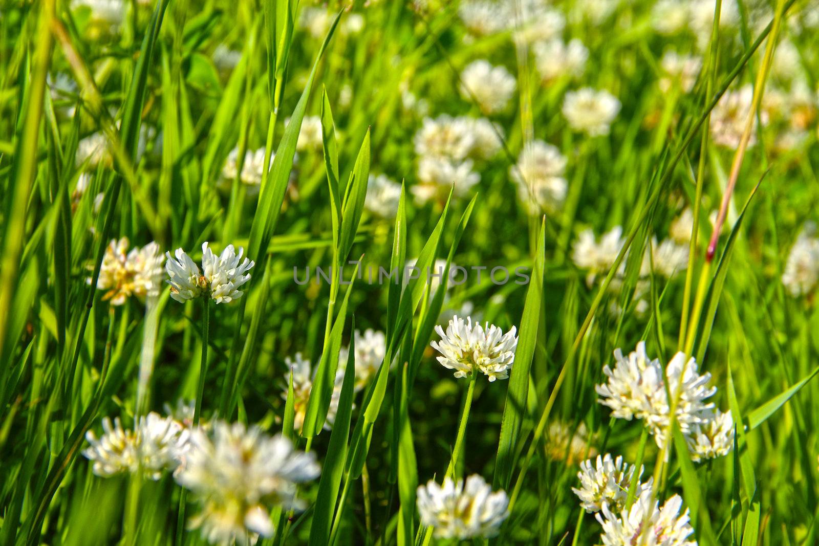 White clover (Trifolium repens) by destillat