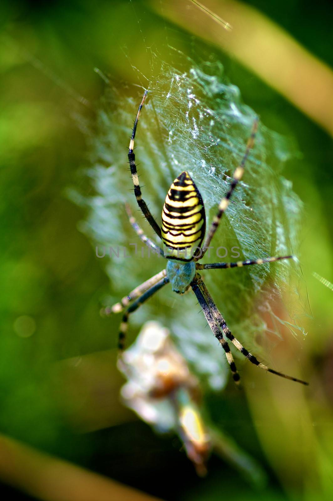 Danger Striped Spider in his Cobweb closeup on Natural Environment background