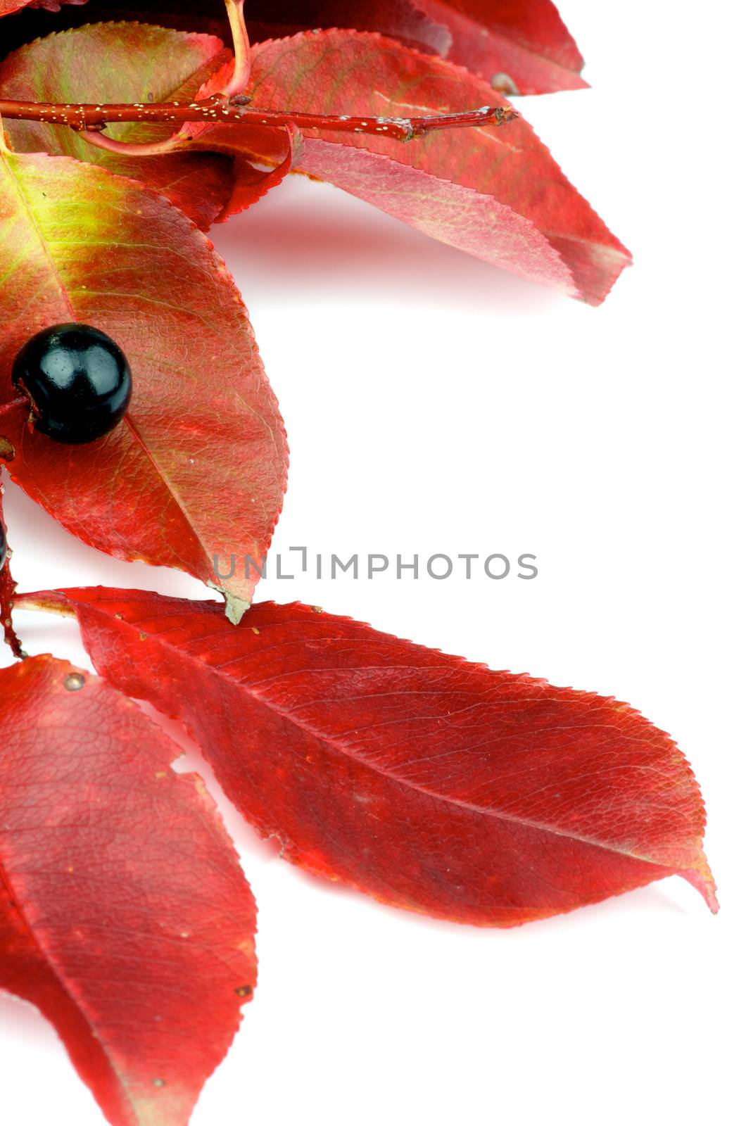 Frame of Sambucus Nigra with Leafs and Berry isolated on white background