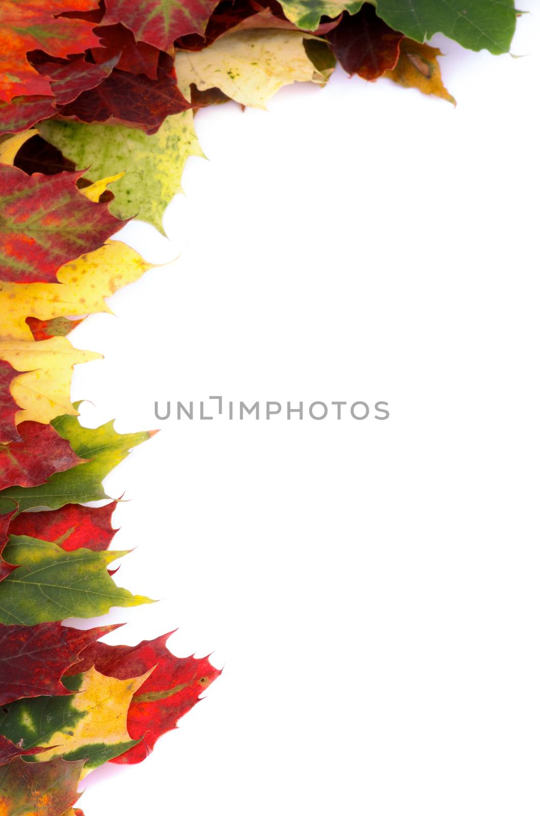 Corner Border of Multi Colored Autumn Maple Leaf isolated on white background