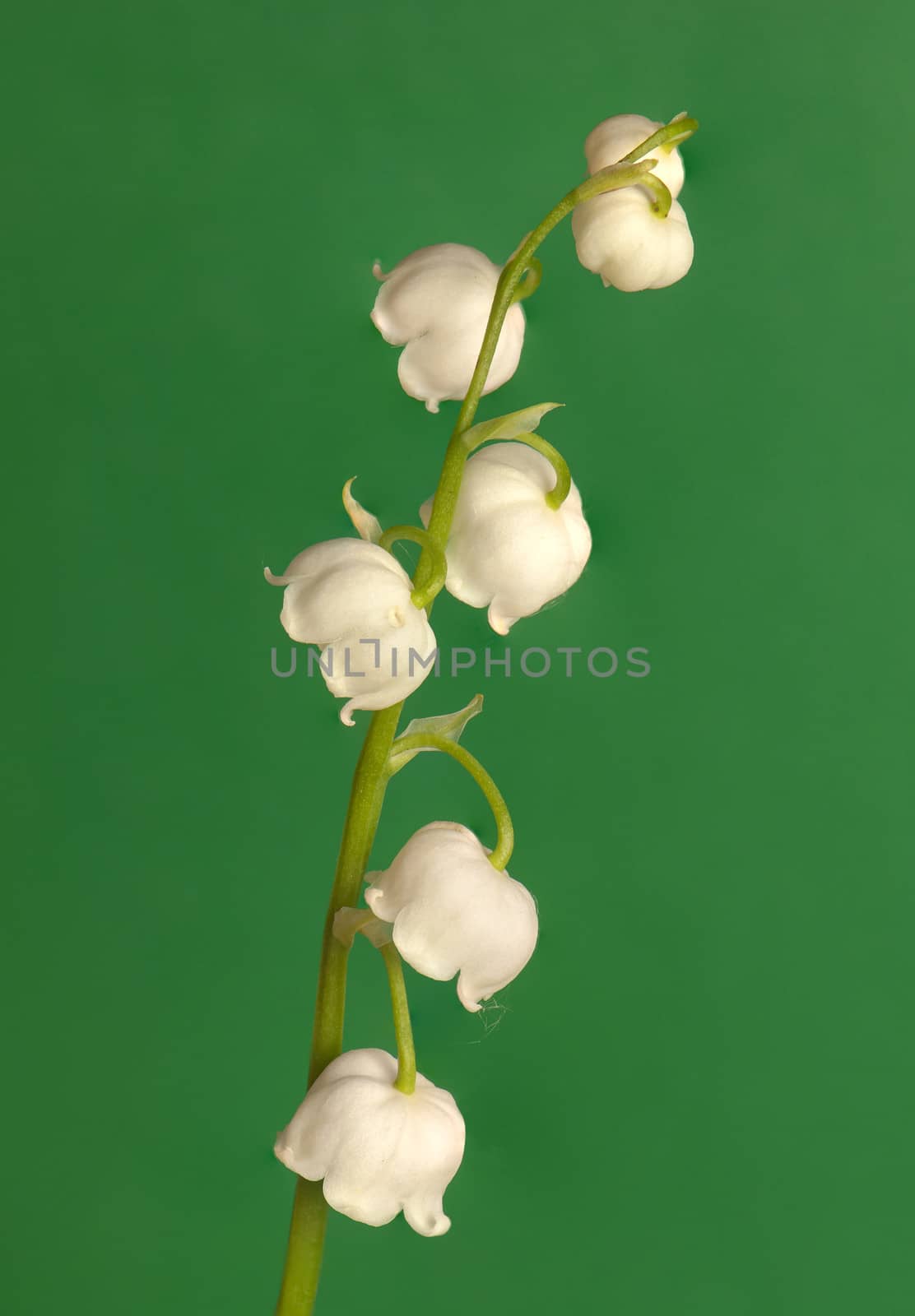 lily of the valley