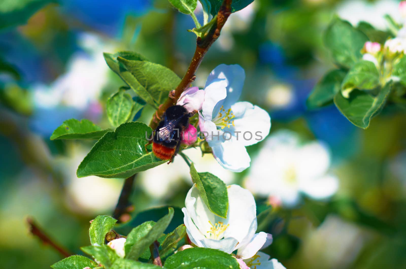 Blooming apple tree on a clear day in May