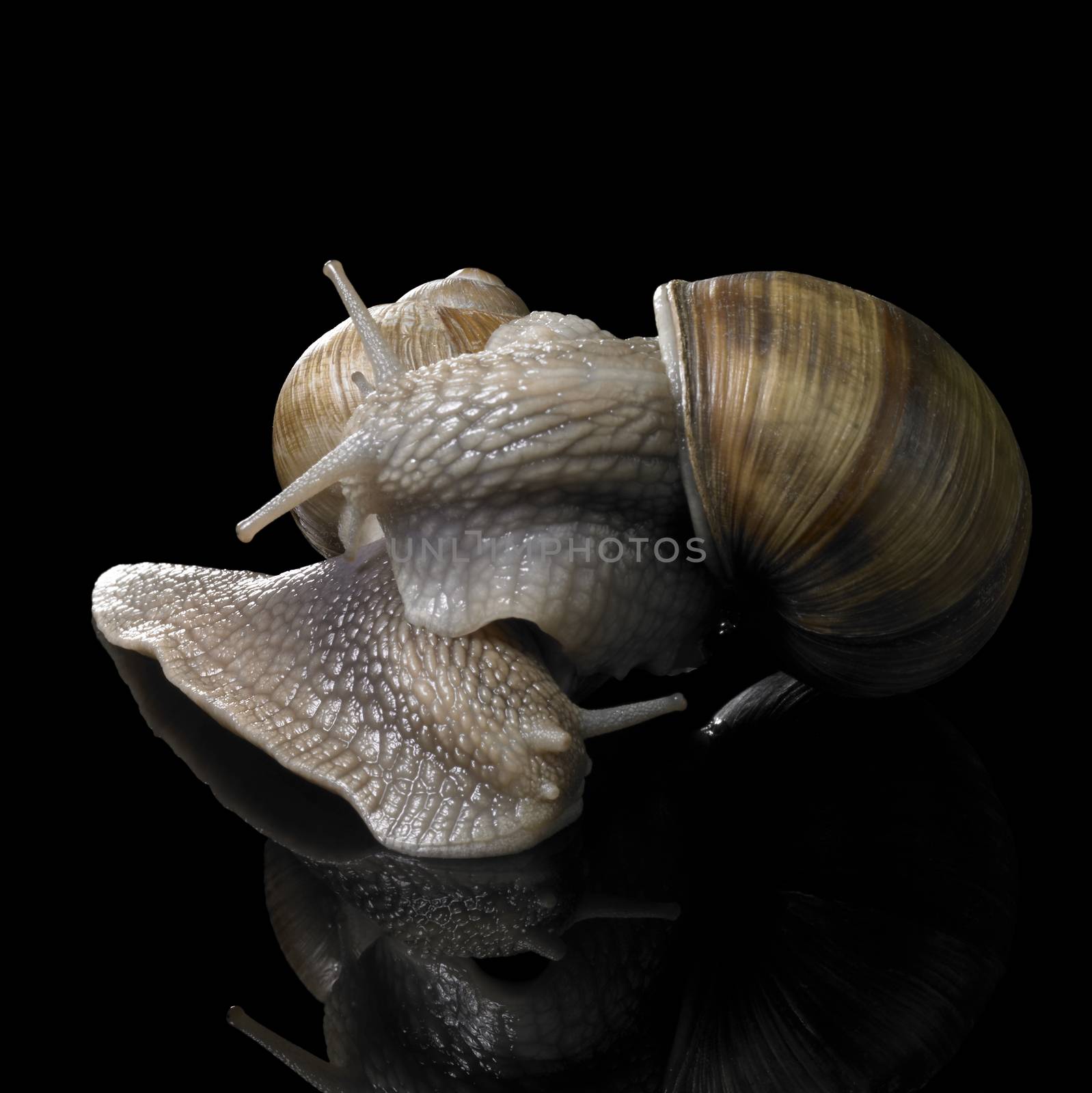 studio photography of two Grapevine snails on each other in black reflective back