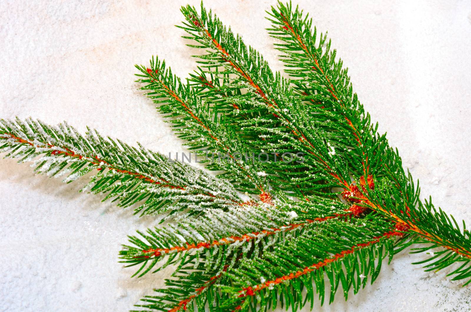 Branch of fir tree over snow