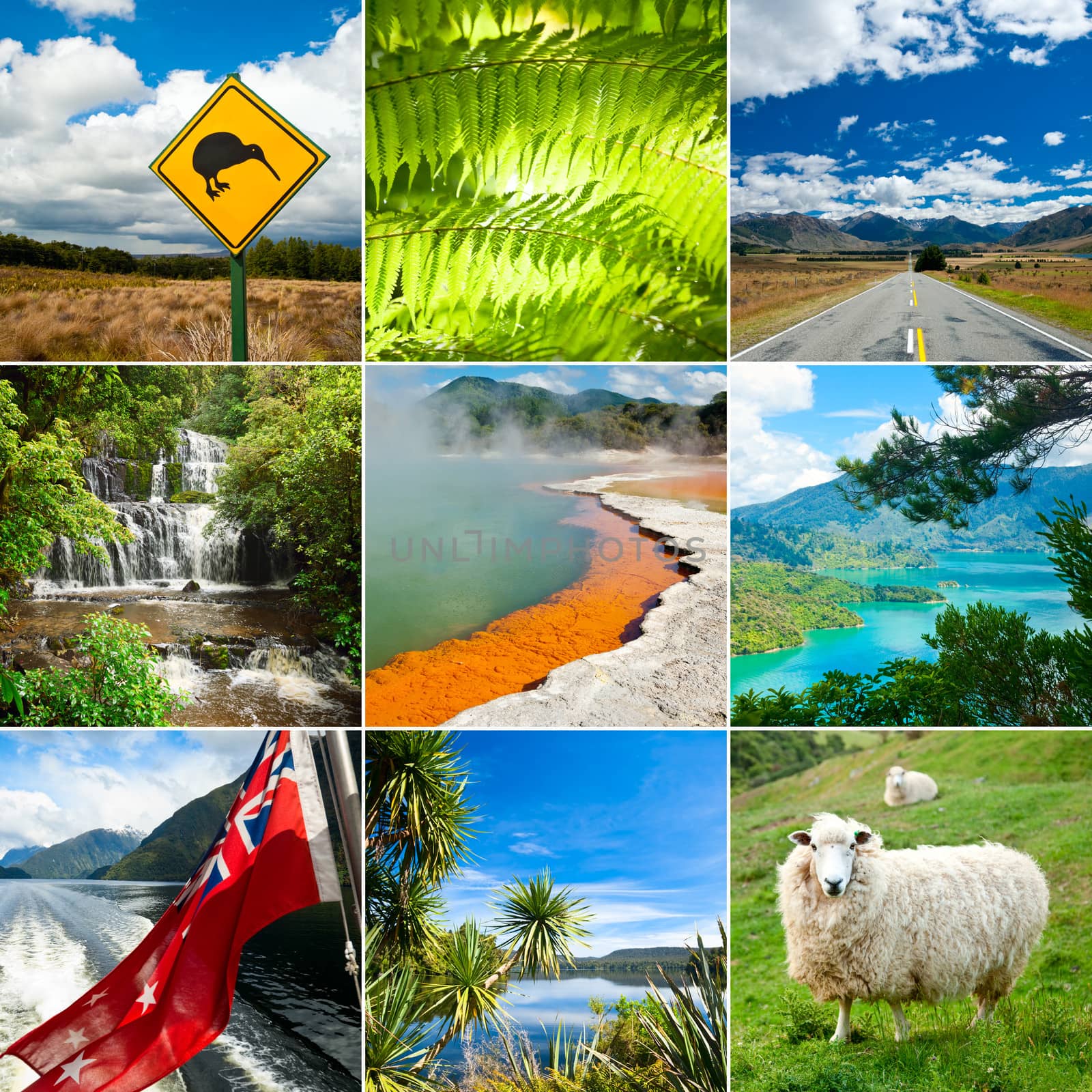 New Zealand set with Kiwi sign, fern and sheep