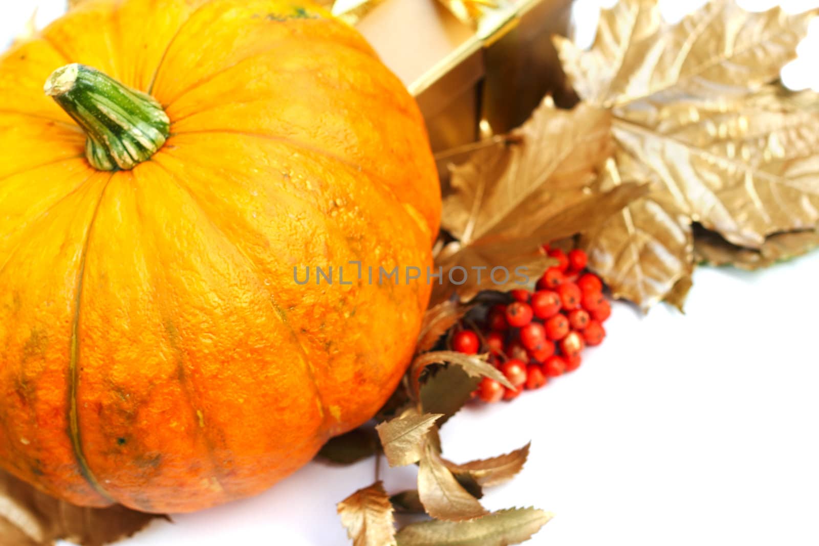 Pumpkin with golden leafs and rowan isolated on white background