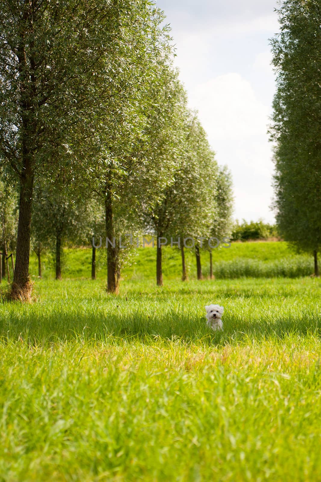 a maltese standing on grass, outside