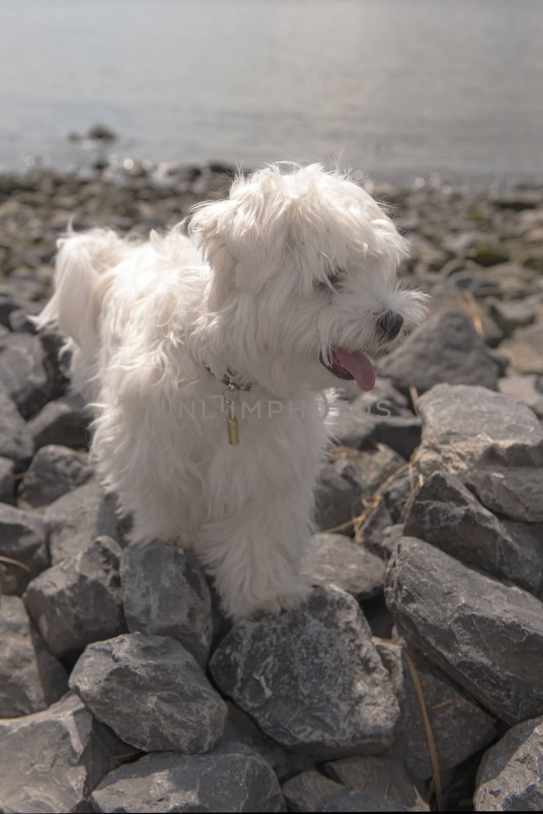 a maltese standing on stones, outside