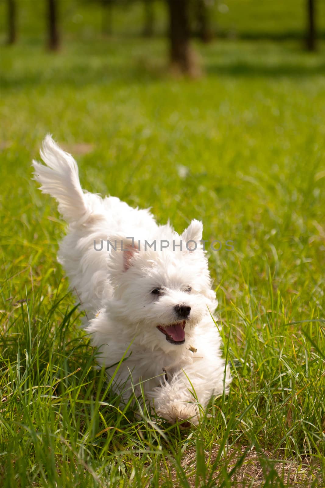 a maltese running outside