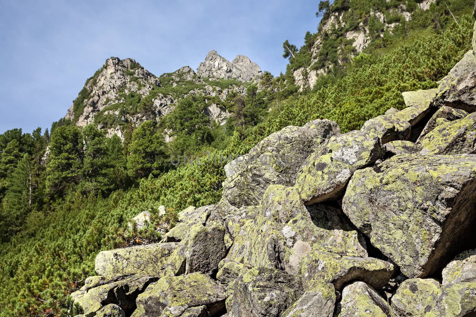 Stones and young pine trees on the slopes of the High Tatras. Slovakia. Europe.