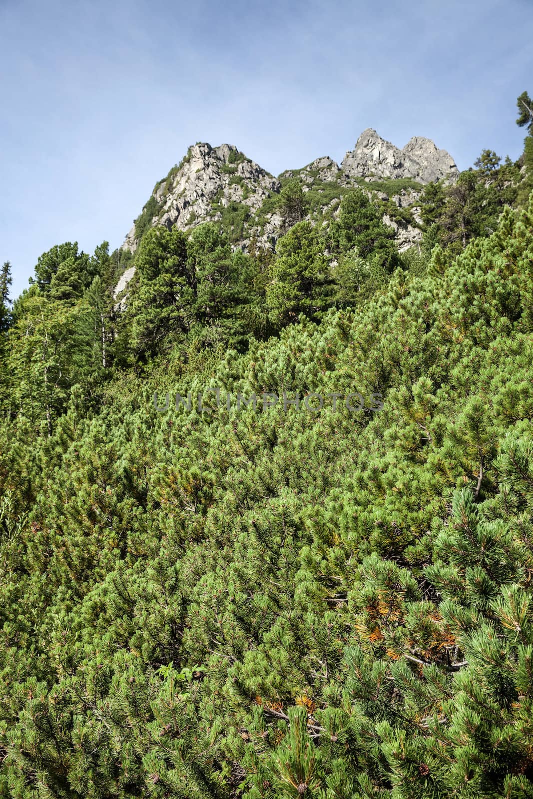 Young pine trees covering mountain hill side