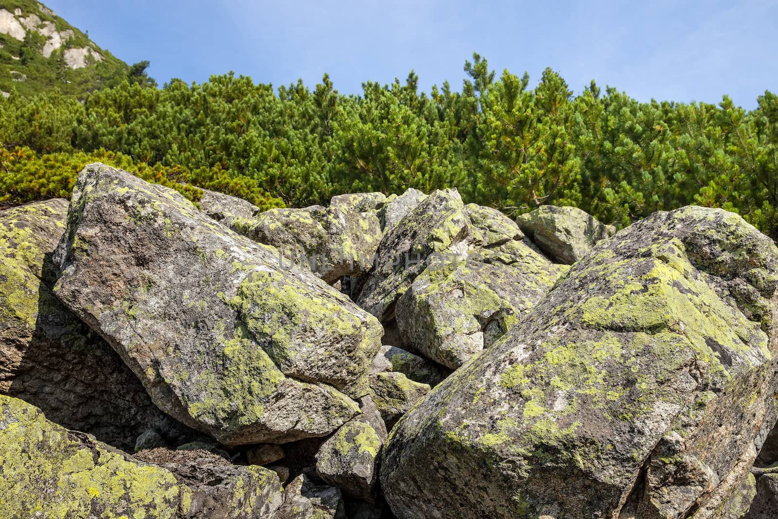 Stones and young pine trees on the slopes of the High Tatras. Slovakia. Europe.
