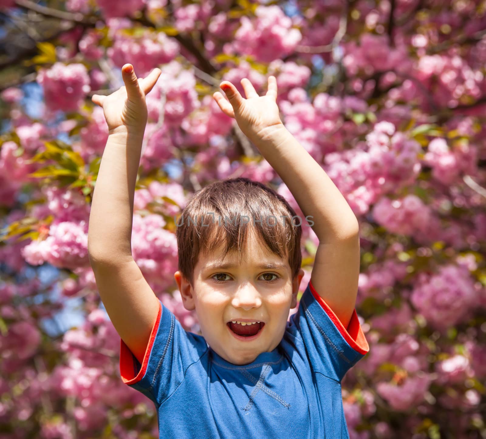  boy with hands up against cherry blossoms background by palinchak