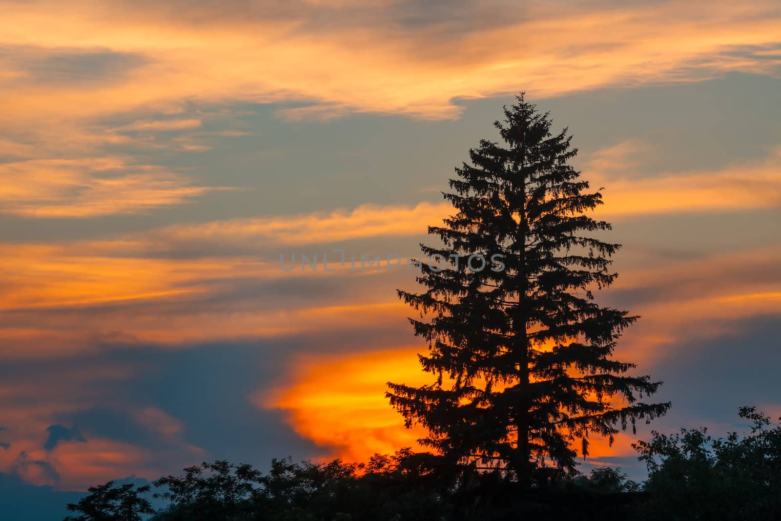 Evergreen spruce silhouette at sunset. Nature background.