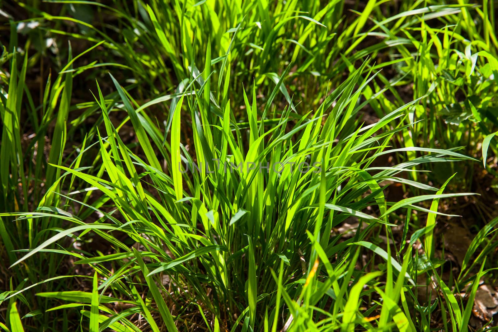 Close up on fresh green grass texture background