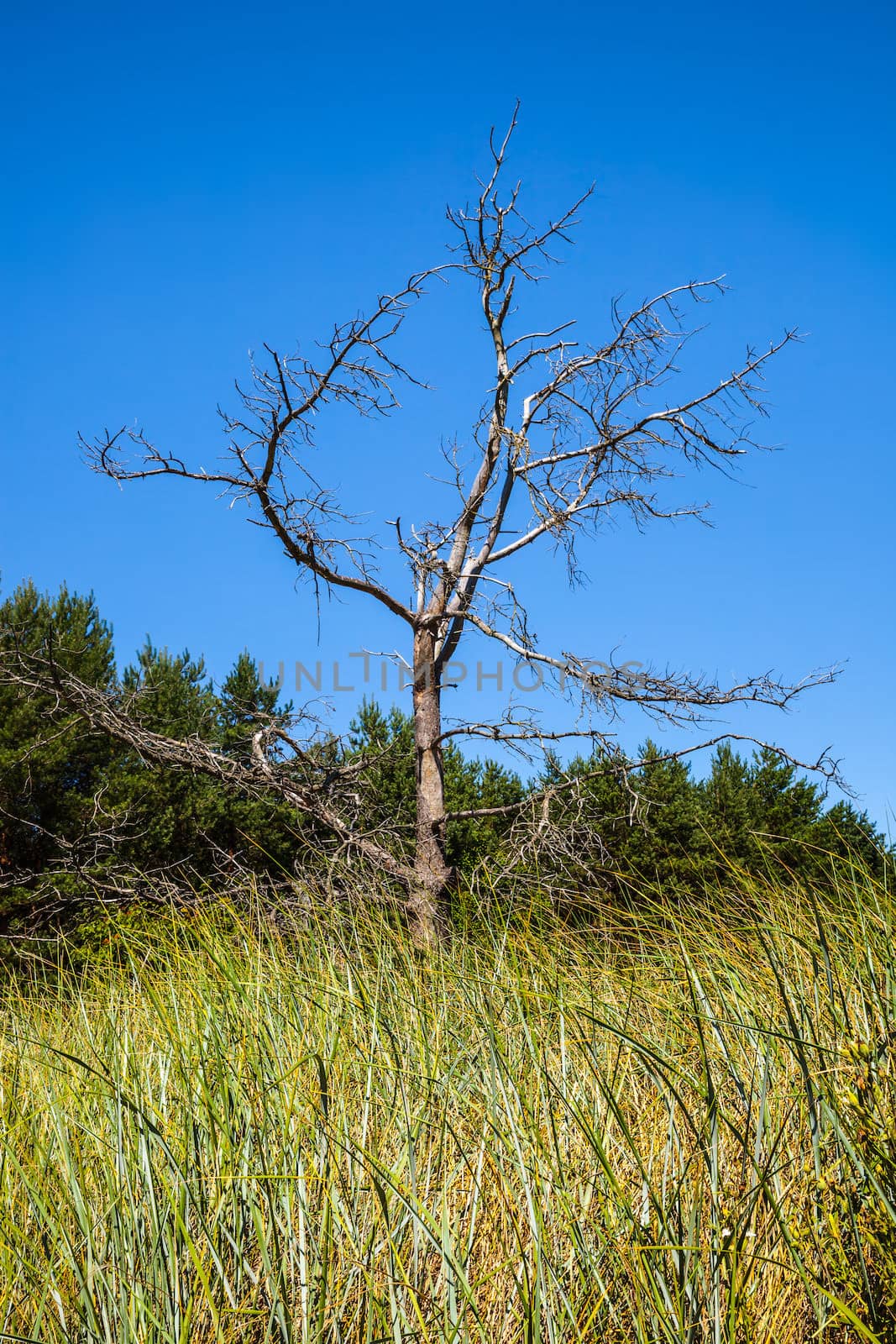 Landscape with a dry tree in a field with long grass and blue sky