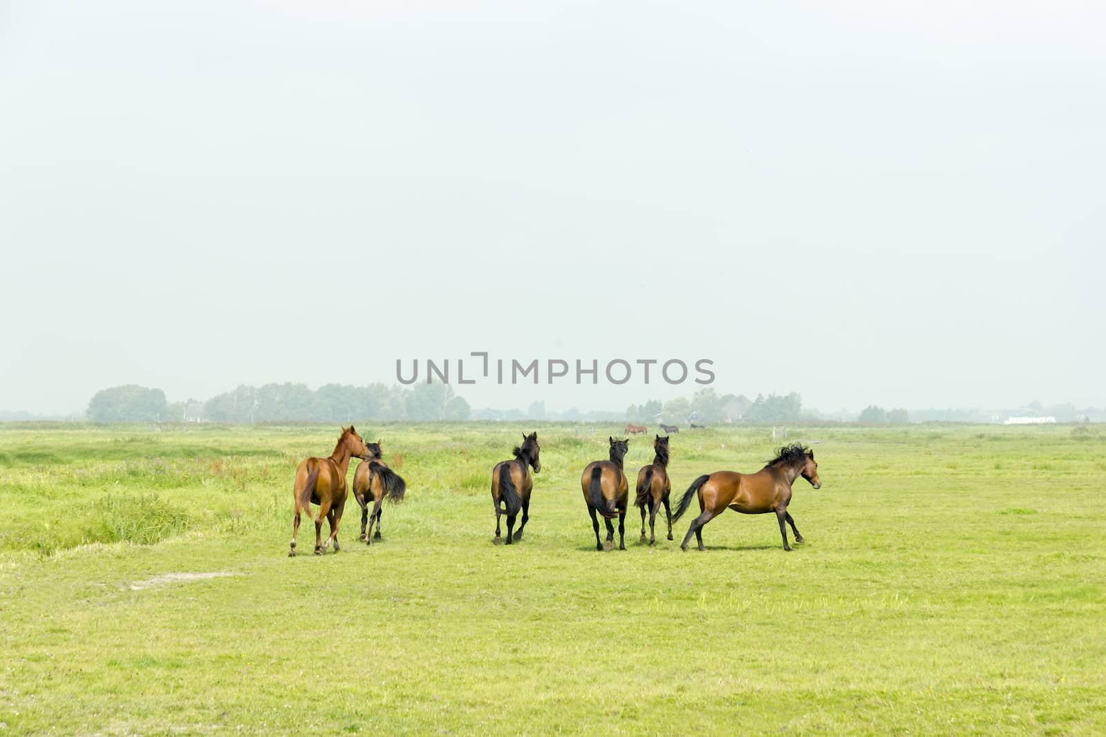 Six horses in a green meadow