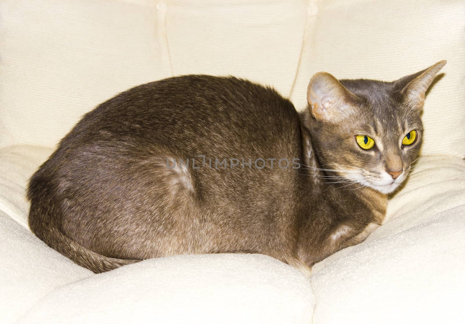 Abyssinian cat on chair pillow, symbol of comfort