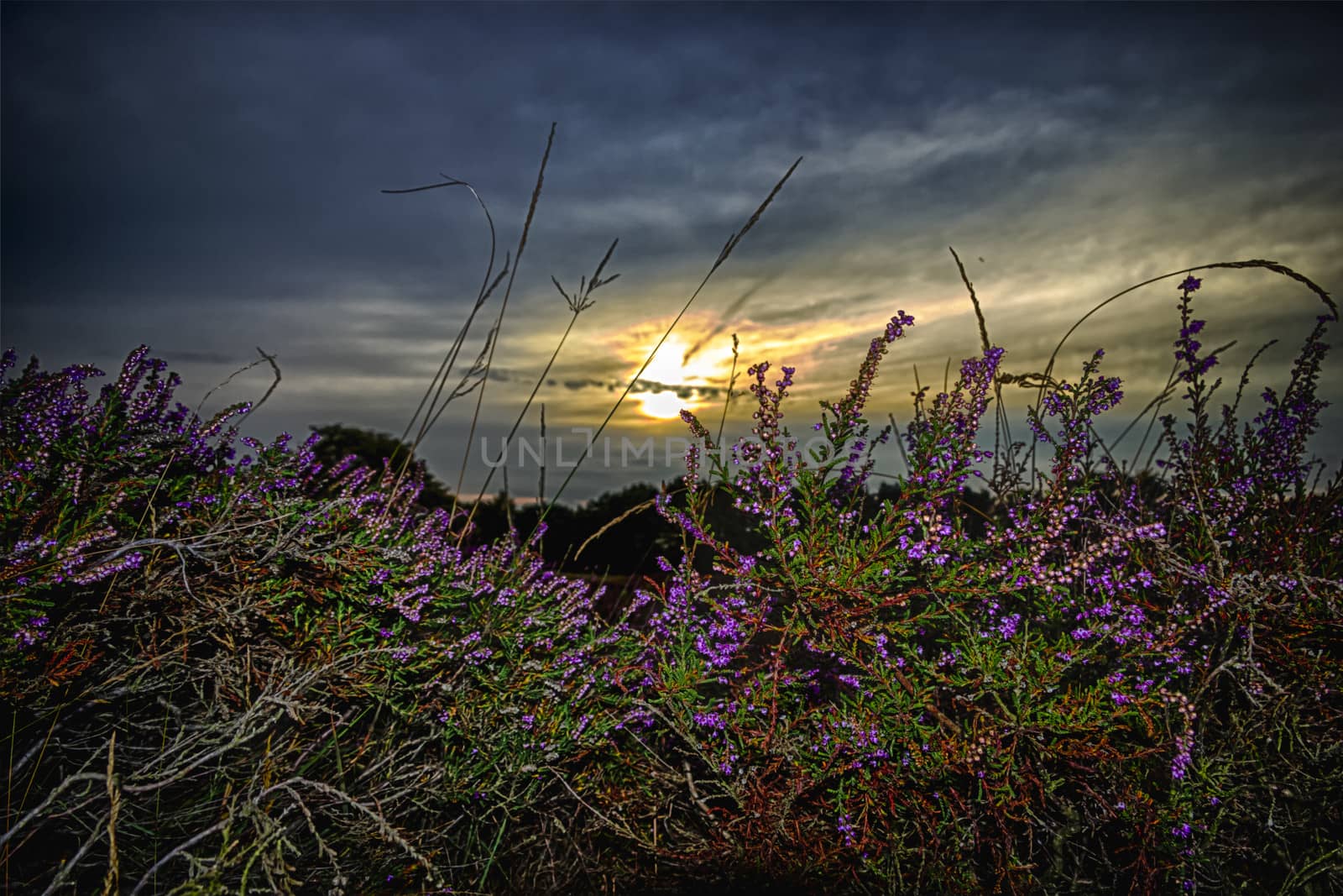 branches of a blossoming heather close up by Tetyana