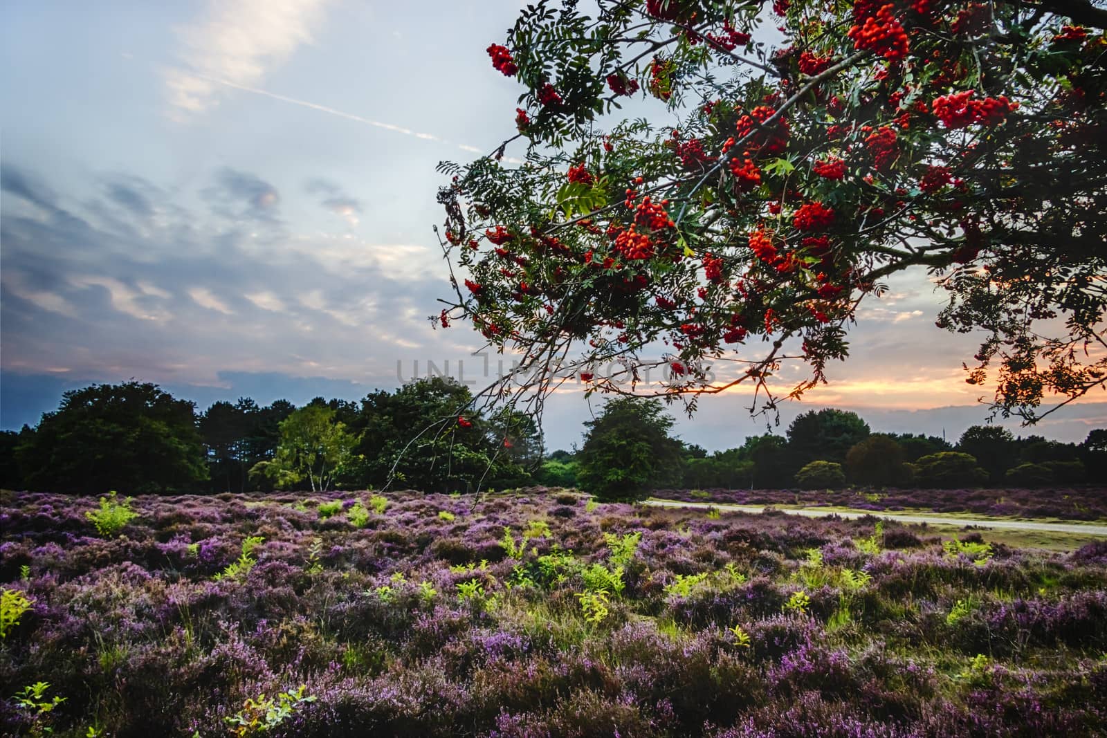 Bright rowan berries on a tree by Tetyana