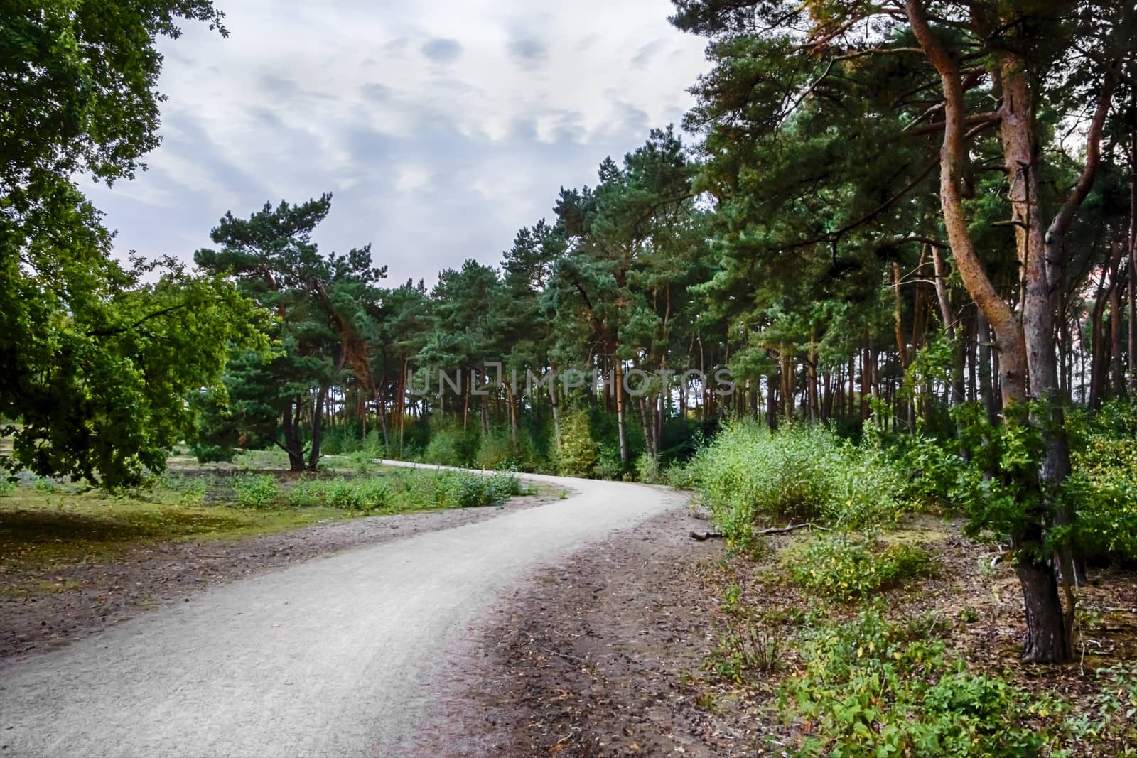 Road in the coniferous forest in the evening by Tetyana