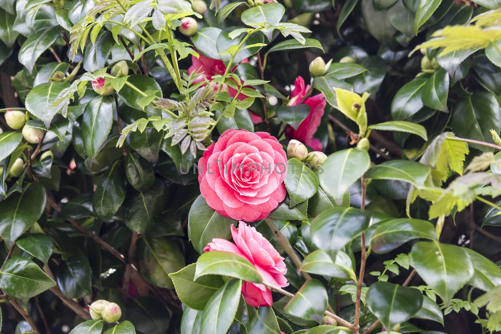 beautiful pink rose blossoms on a bush. by Tetyana