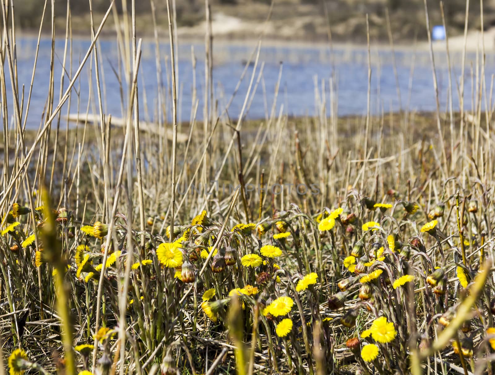 Tussilago farfara, National Park Zuid Kennemerland, The Netherla by Tetyana