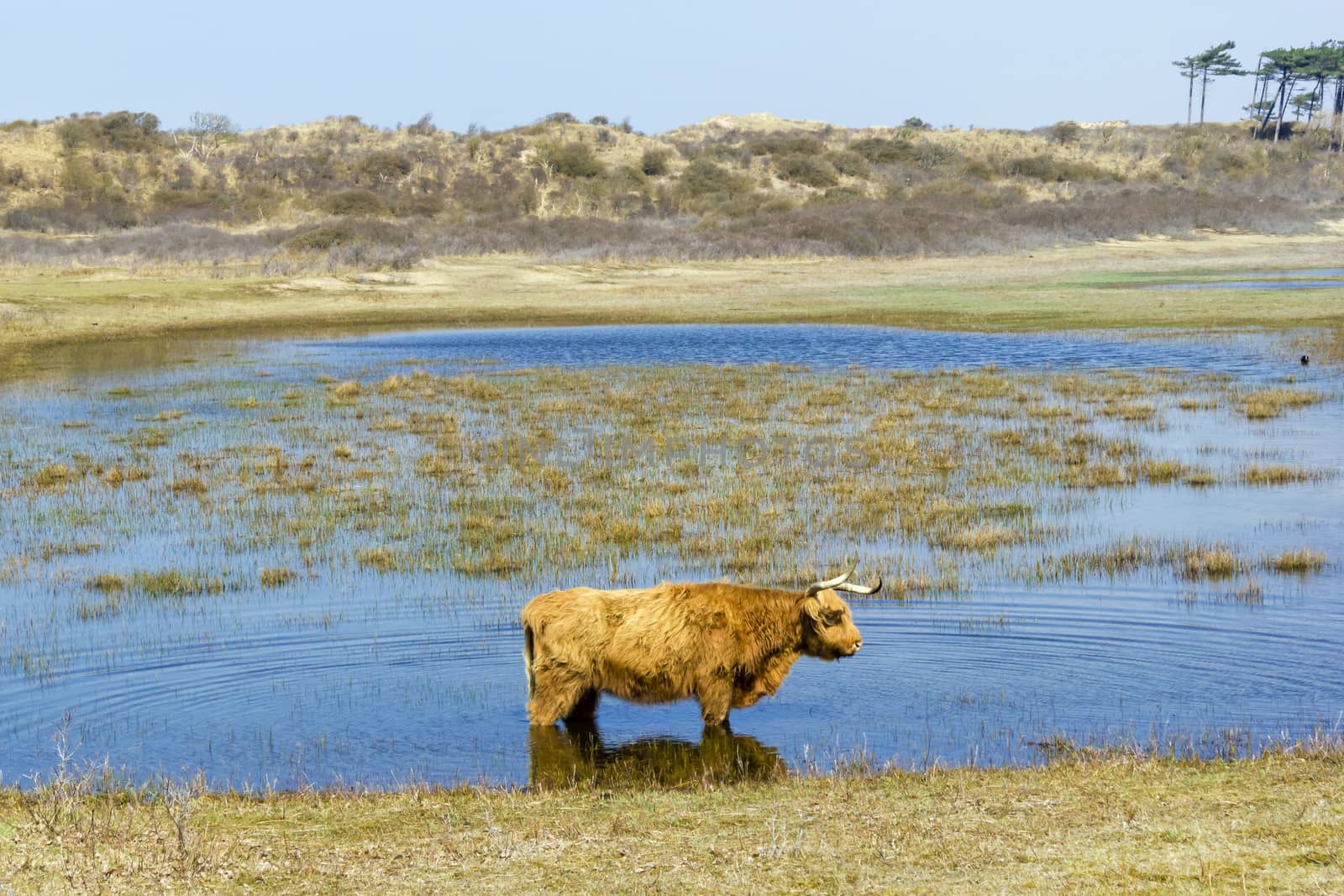 Cattle scottish Highlanders, Zuid Kennemerland, Netherlands