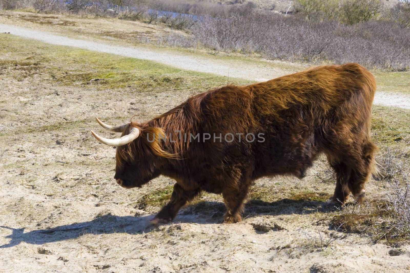 Cattle scottish Highlanders, Zuid Kennemerland, Netherlands by Tetyana