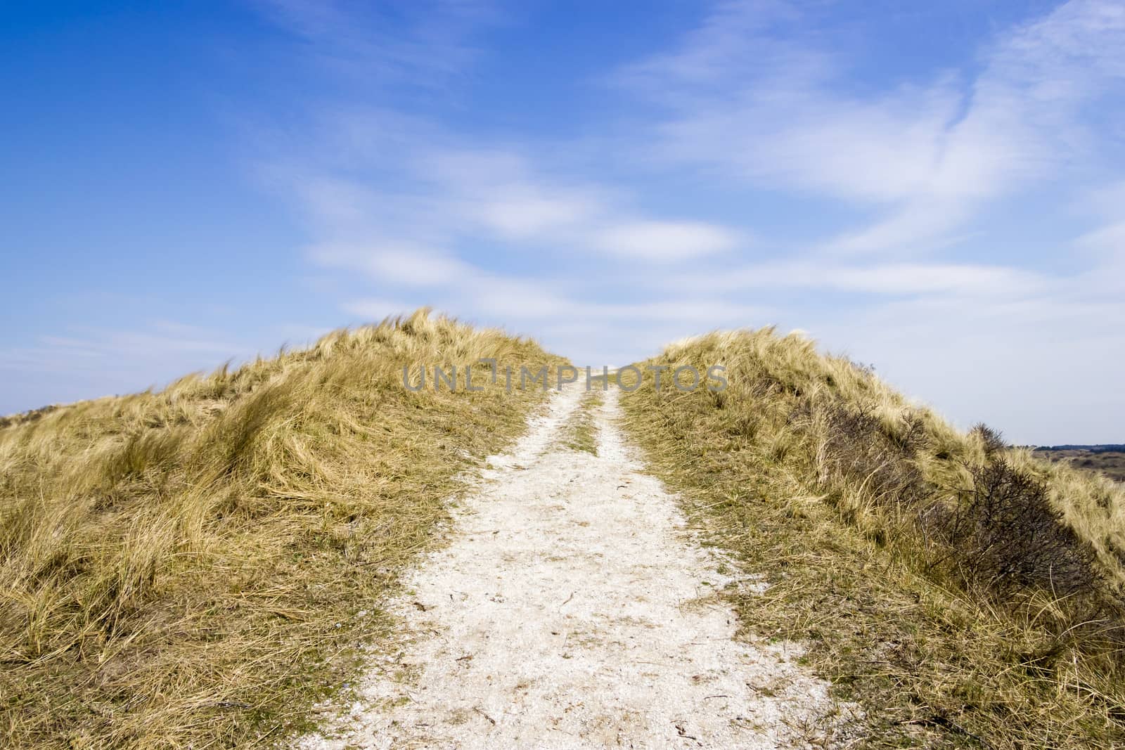 Road in dunes, National Park Zuid Kennemerland, The Netherlands by Tetyana