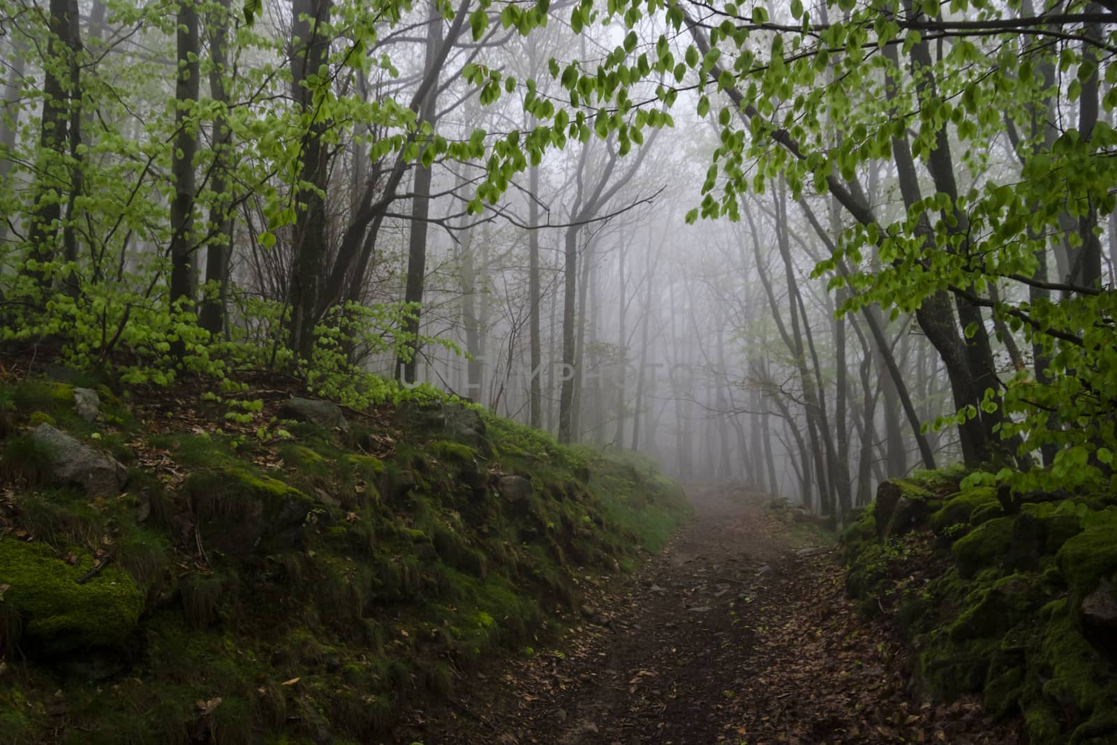 foggy track in a wild spring forest, France by Tetyana