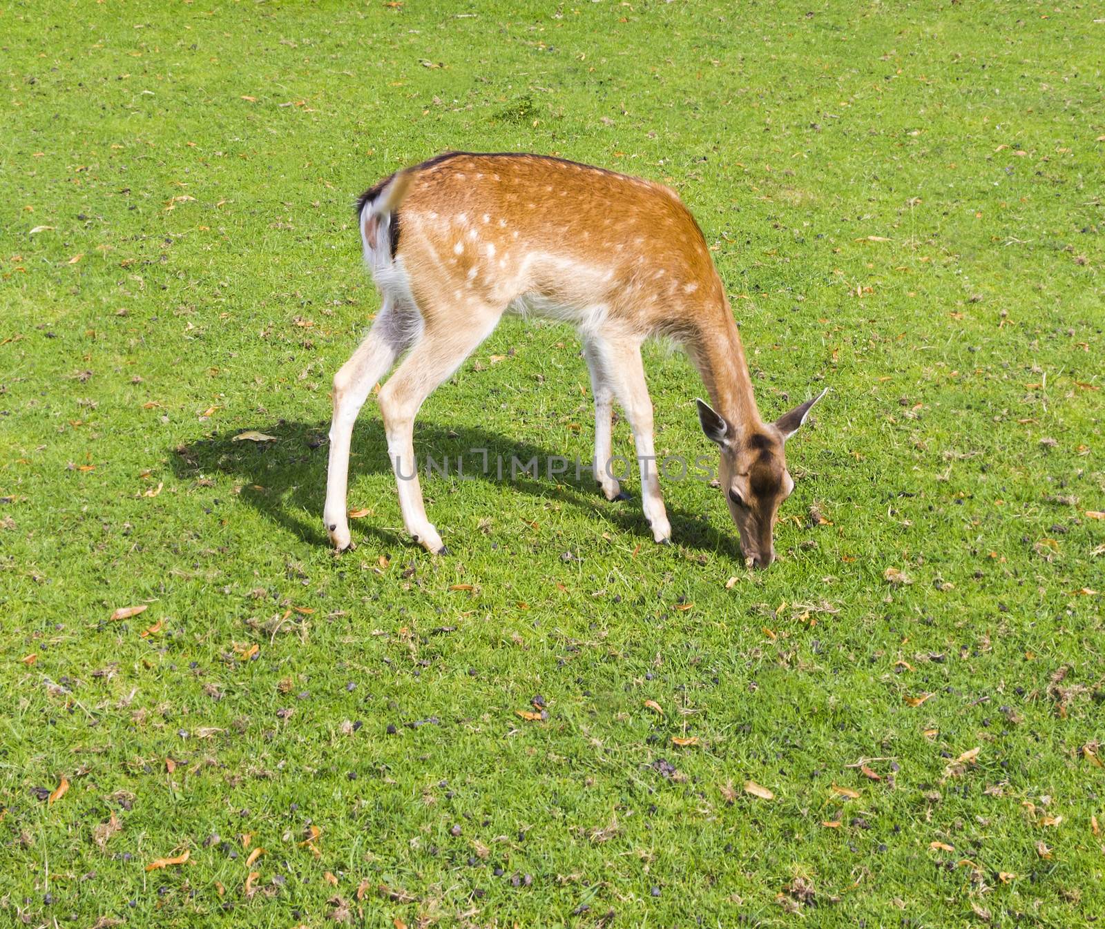 sika deer wating the grass by Tetyana